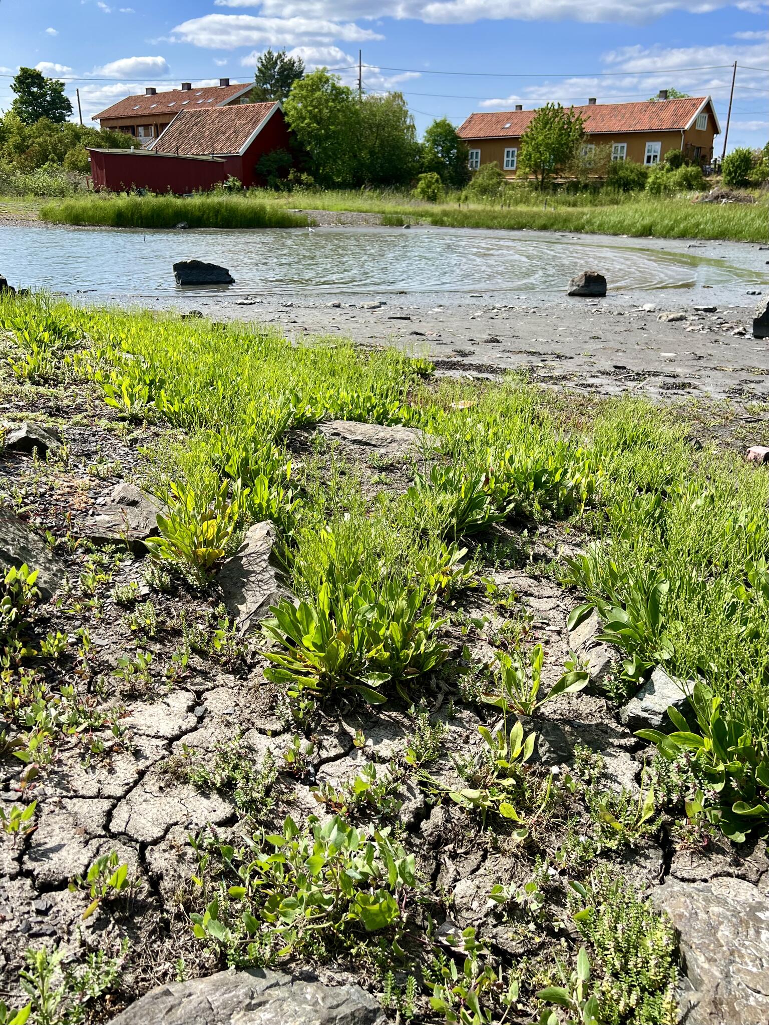 Iles de Gressholmen, Heggholmen et Rambergøya